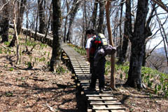 バイケイソウ群落地の木道　芽が出たばかり