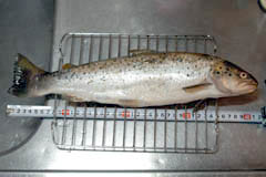 40cm級のブラウントラウト