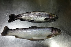 小さいけどイワナ（下）