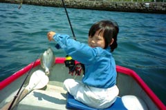 カレイが釣れました