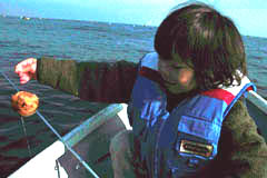 ハマグリが釣れた、と思ったら、イイダコが出てきました