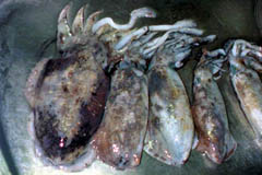 アオリイカとスミイカ