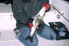 ストレートワームで釣れたシーバス